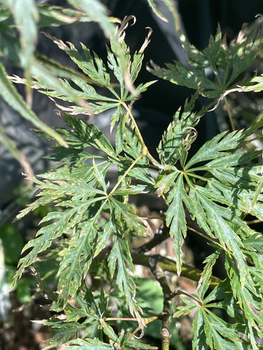Acer palmatum 'Green Mist' Green Dwarf Japanese Maple